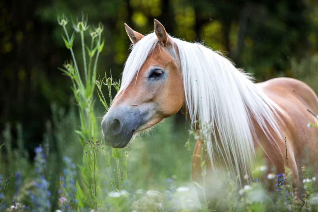 Der Haflinger - die blonden Schönheiten aus den Bergen - Reitzubehör