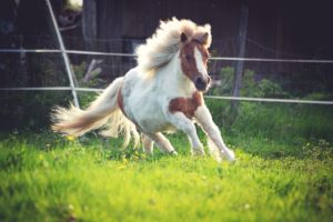 Pony galoppiert