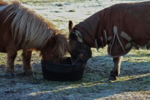 2 Ponys fressen aus dem Trog
