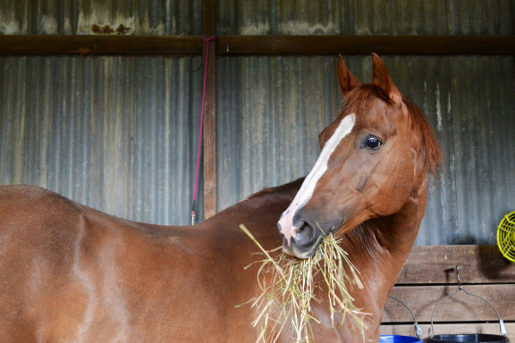 Tierfutter Pferd Futterergänzung Presskuchen Trockenfutter Traubenkerngranulat 