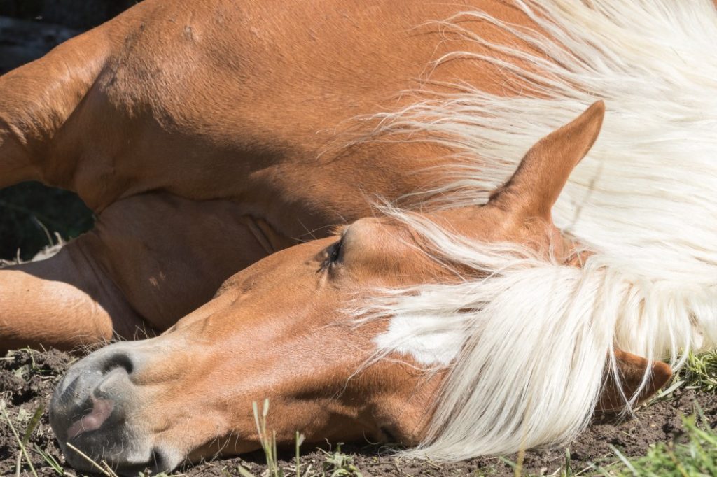 krankes Pferd liegt auf der Seite
