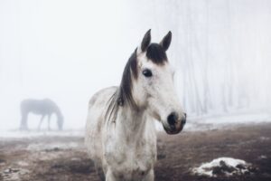 Aus gesundheitlichen Gründen ist das Abäppeln der Weiden sehr sinnvoll. Foto: alexandrahraskova via Twenty20