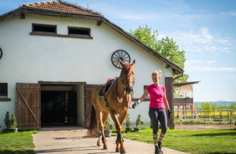 Pferdehaftpflichtversicherungen vergleichen und online abschließen