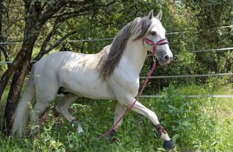 Pferderasse Andalusier