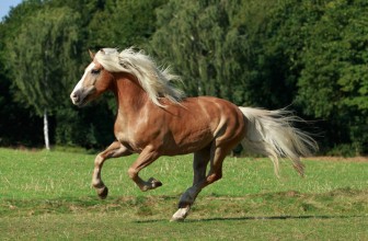 Der Haflinger – die blonden Schönheiten aus den Bergen